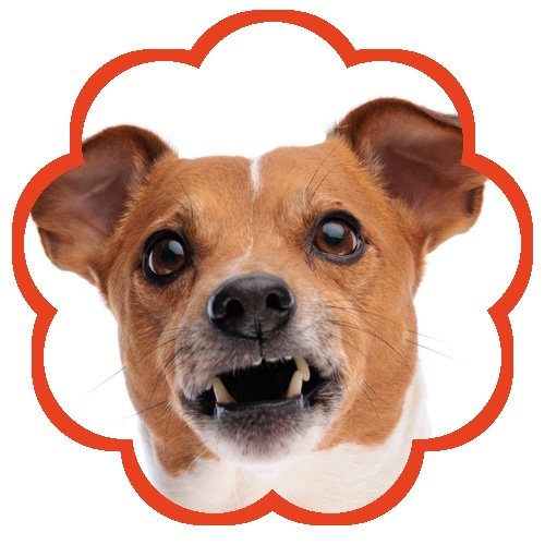 Adult Dog